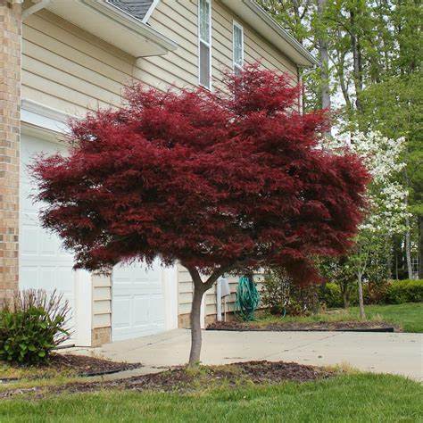 “Bloodgood Japanese Maple” – Stunning Deep Red Leaves for Elegant Garden Design