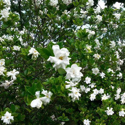 August Beauty Gardenia – Fragrant Evergreen Shrub with Large White Blooms