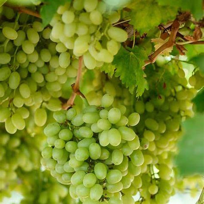 Thompson Grape Plant – Seedless Green Grapes
