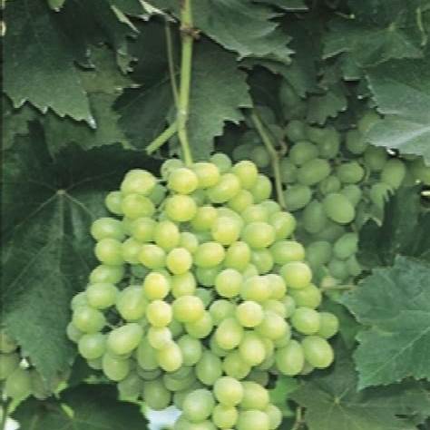 Thompson Grape Plant – Seedless Green Grapes