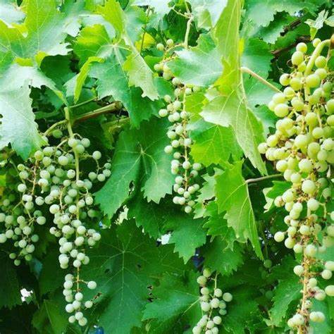 Thompson Grape Plant – Seedless Green Grapes