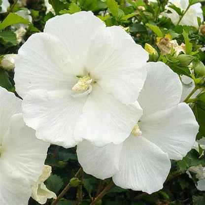 Diana Althea Hibiscus – (Rosa of Sharon) Pure White | Hardy Flowering Shrub