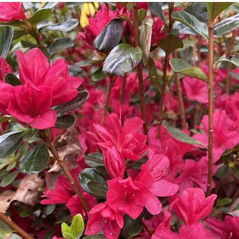 Hino Crimson Azalea