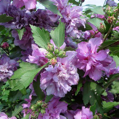 Ardens Rose of Sharon – Double Lavender-Pink Althea Shrub | Hardy Hibiscus for Summer Blooms