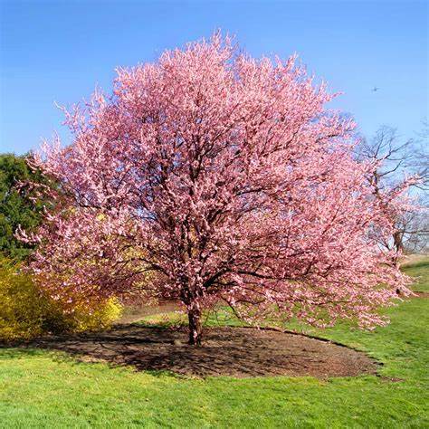 Kwanzan Cherry Tree – Double Pink Blossoms, Ornamental Flowering Tree