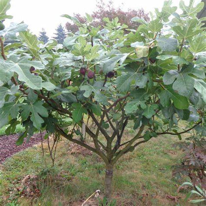 Chicago Hardy Fig Tree – Cold Hardy Fruit Plant for Northern Climates