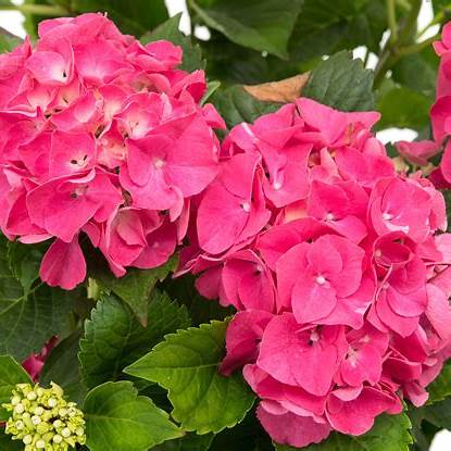 Masja Hydrangea – Compact Bigleaf Hydrangea with Vibrant Pink Blooms