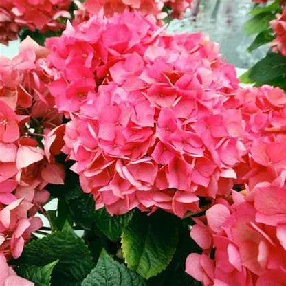 Masja Hydrangea – Compact Bigleaf Hydrangea with Vibrant Pink Blooms