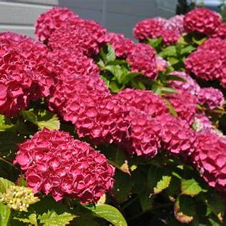 Masja Hydrangea – Compact Bigleaf Hydrangea with Vibrant Pink Blooms