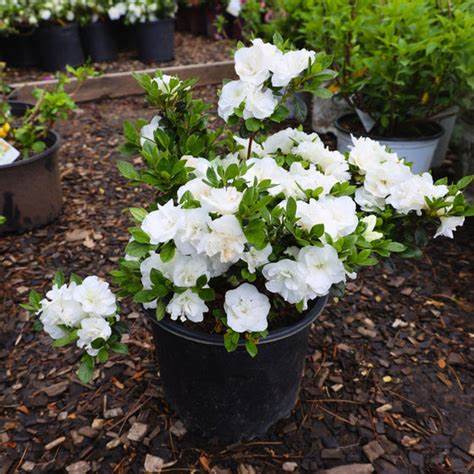 Hardy Gardenia Azalea – Evergreen Shrub with Fragrant White Blooms